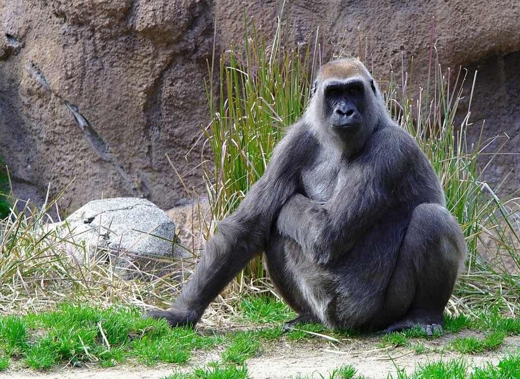 A gorilla at the Los Angeles Zoo
